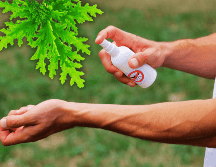 El aroma de algunas plantas actúa como barrera natural y además embellece los espacios. ESPECIAL / CANVA
