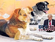 Las mascotas de migrants en Estados Unidos están siendo las víctimas colaterales de las redadas. SUN / EFE / ARCHIVO