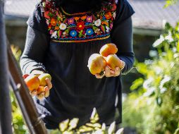 En Morelos hay alrededor de 2 mil productores de jitomate quienes siembran entre 580 y 600 hectáreas. INF/ARCHIVO.
