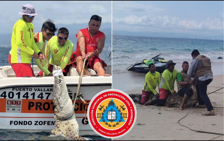 Elementos Guardavidas de Puerto Vallarta lograron la captura de un cocodrilo de más de tres metros de longitud. ESPECIAL / FACEBOOK Protección Civil y Bomberos Puerto Vallarta