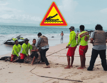 El cocodrilo transita por el mar porque los esteros se han reducido, debido al crecimiento urbano. ESPECIAL / Protección Civil y Bomberos Puerto Vallarta
