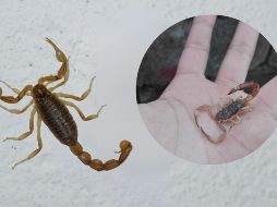 Aunque algunas picaduras solo provocan dolor leve, otras pueden derivar en complicaciones graves si no se atienden adecuadamente.  CANVA