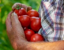 El legislador consideró necesario fomentar acuerdos con otros países, buscar nuevos mercados para la exportación del jitomate mexicano y de esa forma reducir la dependencia del mercado estadounidense. CANVA