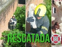La mascota habría sido entregada sana y salva y recibida con gran emoción. ESPECIAL / FACEBOOK Protección Civil y Bomberos GDL