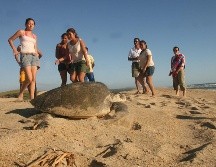 Mismaloya, conocida por sus campamentos de rescate de tortugas, es una de las playas jaliscienses que sobrepasan los niveles aceptables de contaminación. EL INFORMADOR/Archivo