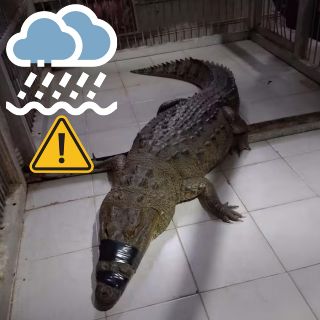 Lluvias provocan presencia de cocodrilos en zonas urbanas de estos estados