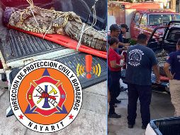 Bomberos de Nayarit llevaron al cocodrilo a un lugar óptimo para que pudiera ser liberado. ESPECIAL / FACEBOOK Protección Ciudadana y Bomberos de Nayarit