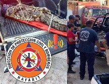 Bomberos de Nayarit llevaron al cocodrilo a un lugar óptimo para que pudiera ser liberado. ESPECIAL / FACEBOOK Protección Ciudadana y Bomberos de Nayarit