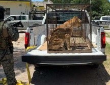 La Secretaría de Marina resaltó que fortalece las acciones de vigilancia con el fin de garantizar la seguridad de las familias y de la fauna silvestre. ESPECIAL / SEMAR