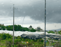 Así lucen las dos culebras de agua que se presentaron el día de hoy en la Ribera de Chapala. ESPECIAL / Protección Civil Jalisco