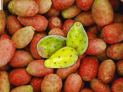 Estudios han demostrado que la ingesta regular de tunas reduce significativamente los niveles plasmáticos de colesterol. NTX / ARCHIVO