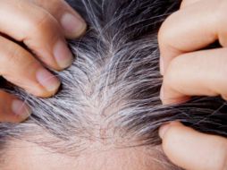 Las canas suelen ser más finas y frágiles, por lo que es esencial reforzar la hidratación del cabello. Pixabay