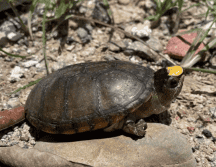 En enero, fue reportado el robo de al menos 55 ejemplares de esta especie en peligro de extinción, sustraídos del Centro Universitario de la Costa de la Universidad de Guadalajara. CORTESÍA