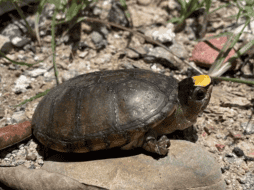 En enero, fue reportado el robo de al menos 55 ejemplares de esta especie en peligro de extinción, sustraídos del Centro Universitario de la Costa de la Universidad de Guadalajara. CORTESÍA