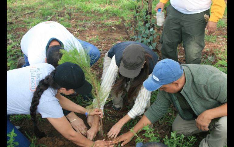 Para 2025, se contempla plantar más de 40 mil árboles en futuras jornadas. ESPECIAL