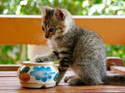 Mientras puede parecer que tu gato sólo ama destruir cosas, puede que esté arañando objetos en tu casa por diversas razones. Pixabay