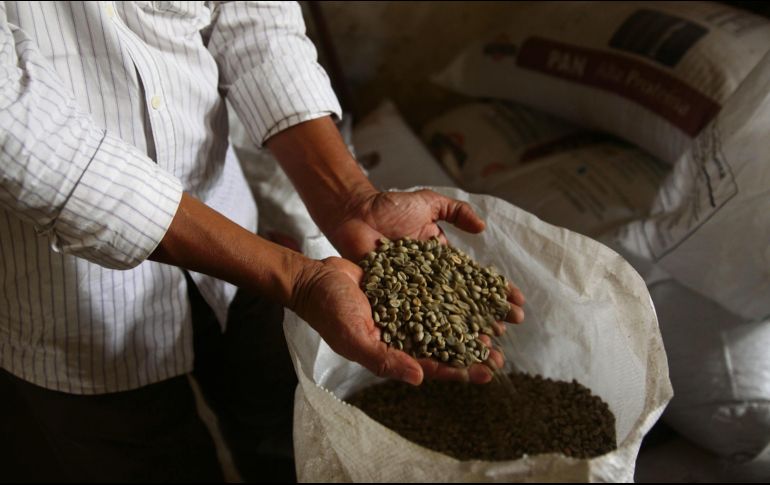 El café es uno de los principales productos agrícolas de exportación de la región. EL INFORMADOR