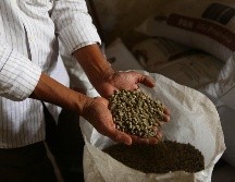 El café es uno de los principales productos agrícolas de exportación de la región. EL INFORMADOR