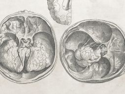 Este estudio abre la puerta a que algún día se puedan reparar las causas genéticas de muchos trastornos neurológicos que durante mucho tiempo se han considerado intratables. UNSPLASH / The New York Public Library