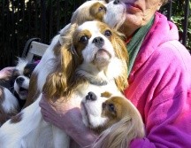 El cavalier king Charles spaniel combina elegancia y ternura en un cuerpo pequeño. AP / ARCHIVO