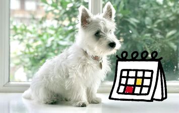 Día mundial del Perro 2025: ¿Por qué se celebra este 21 de julio? | El Informador