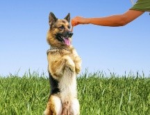 PASTOR ALEMÁN. Esta raza es conocida por su lealtad, valentía e inteligencia. ESPECIAL / CANVA