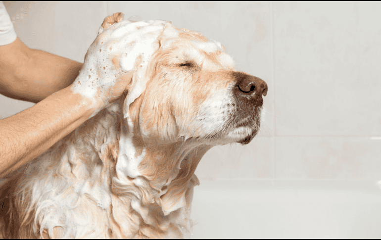 Dependerá de su historia, su genética, su entorno y su relación con los humanos. La ciencia confirma que para muchos canes, el baño puede ser estresante si no se maneja adecuadamente. CANVA