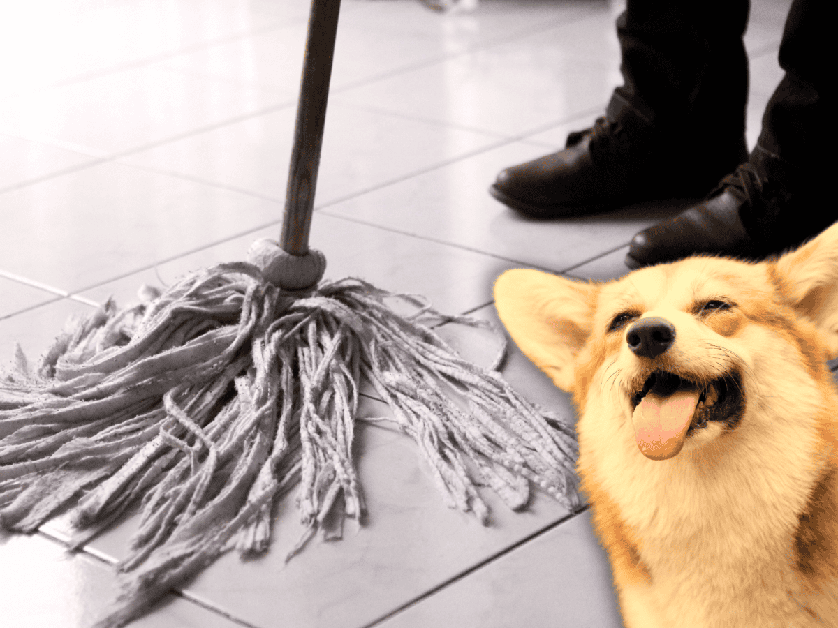 la lejía eliminará el olor a orina de perro en el concreto