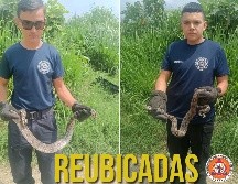 Dos serpientes fueron reubicadas en Tepic el día de ayer. ESPECIAL / FACEBOOK Protección Ciudadana y Bomberos de Nayarit