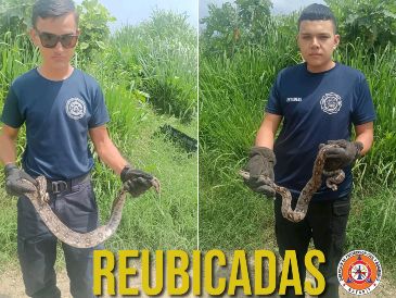 Dos serpientes fueron reubicadas en Tepic el día de ayer. ESPECIAL / FACEBOOK Protección Ciudadana y Bomberos de Nayarit