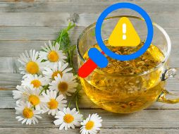 Si bien tomar una taza de manzanilla de forma ocasional difícilmente provocará problemas, es fundamental prestar atención a la respuesta del cuerpo y consultar al médico si se tienen condiciones especiales de salud. CANVA