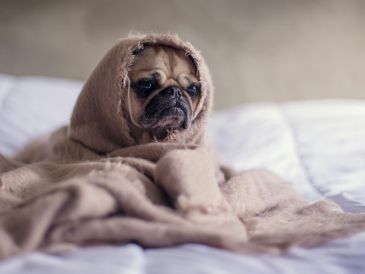 Los perros se comunican constantemente a través de gestos, posturas y expresiones. UNSPLASH.