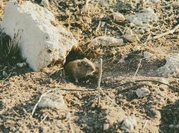 Probarlo puede ser toda una experiencia culinaria y cultural, que invita a mirar con otros ojos la diversidad gastronómica del país. UNSPLASH