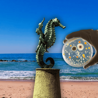 Las 3 playas de Puerto Vallarta que no son aptas para bañistas