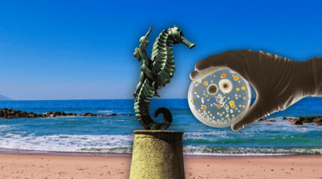 Puerto Vallarta sigue reportando playas contaminadas. EL INFORMADOR / O. Álvarez / ESPECIAL / CANVA