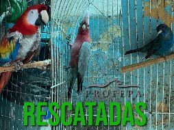 Los ejemplares que están en alguna categoría de riesgo son el clarín y jilguero. ESPECIAL / FACEBOOK PROFEPA