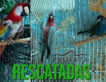 Los ejemplares que están en alguna categoría de riesgo son el clarín y jilguero. ESPECIAL / FACEBOOK PROFEPA