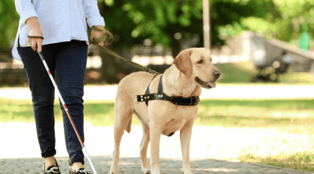 Fuera del horario de trabajo, muchos perros guía pueden comportarse como cualquier otro perro doméstico: juegan, descansan, reciben caricias y forman parte de la vida familiar. CANVA