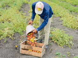 Productores buscan evitar pérdidas ante aranceles. EL UNIVERSAL