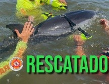 El día de ayer, se presentó el avistamiento de un delfín fuera del mar. ESPECIAL / FACEBOOK Protección Ciudadana y Bomberos de Nayarit