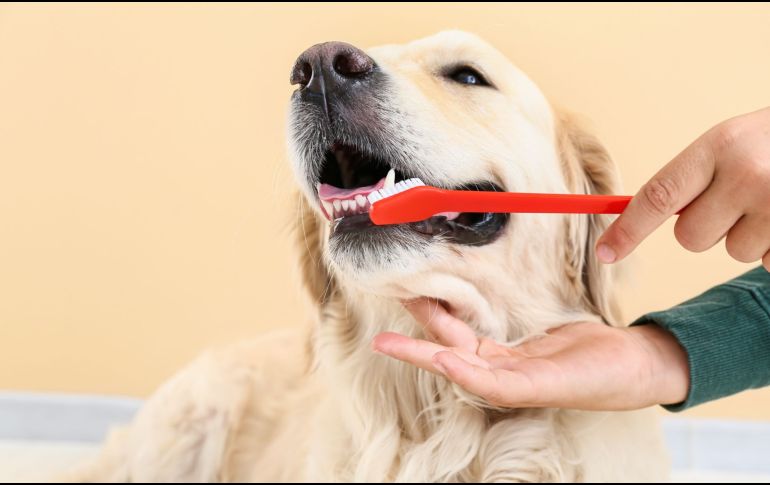 Informarte, acudir a profesionales calificados y no tomar atajos innecesarios te ayudará a cuidar la salud de tu mascota de forma segura. Como siempre, ante cualquier duda, consulta con tu veterinario de confianza. CANVA