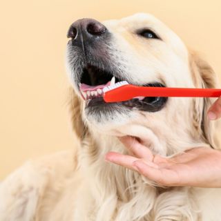 Los peligros de hacerle una limpieza dental a tu perro