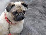 Vivir en un departamento no significa que se tenga que renunciar a la compañía de un perro. EFE / ARCHIVO