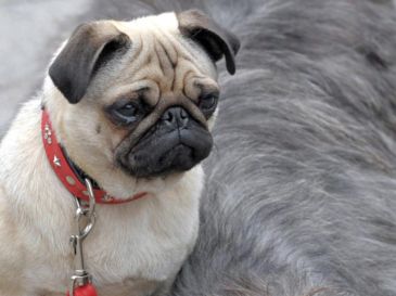 Vivir en un departamento no significa que se tenga que renunciar a la compañía de un perro. EFE / ARCHIVO