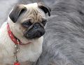 Vivir en un departamento no significa que se tenga que renunciar a la compañía de un perro. EFE / ARCHIVO
