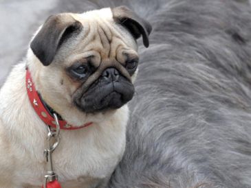 Vivir en un departamento no significa que se tenga que renunciar a la compañía de un perro. EFE / ARCHIVO