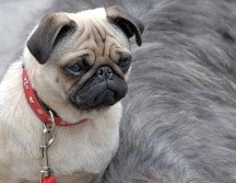 Vivir en un departamento no significa que se tenga que renunciar a la compañía de un perro. EFE / ARCHIVO