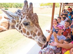 Los visitantes del zoológico pueden interactuar con algunas especies. EL INFORMADOR/ H. Figueroa