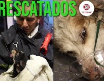 Los perros requirieron de primeros auxilios debido a que sufrieron asfixia a causa del incendio. ESPECIAL / FACEBOOK Protección Civil y Bomberos GDL