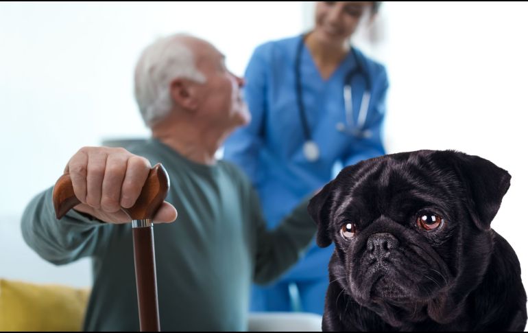 Los perros han sido desde hace siglos fieles compañeros del ser humano, pero ahora también podrían convertirse en aliados en la medicina.  CANVA